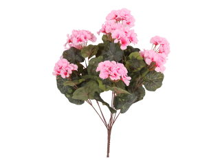 Piquet de géraniums rose
